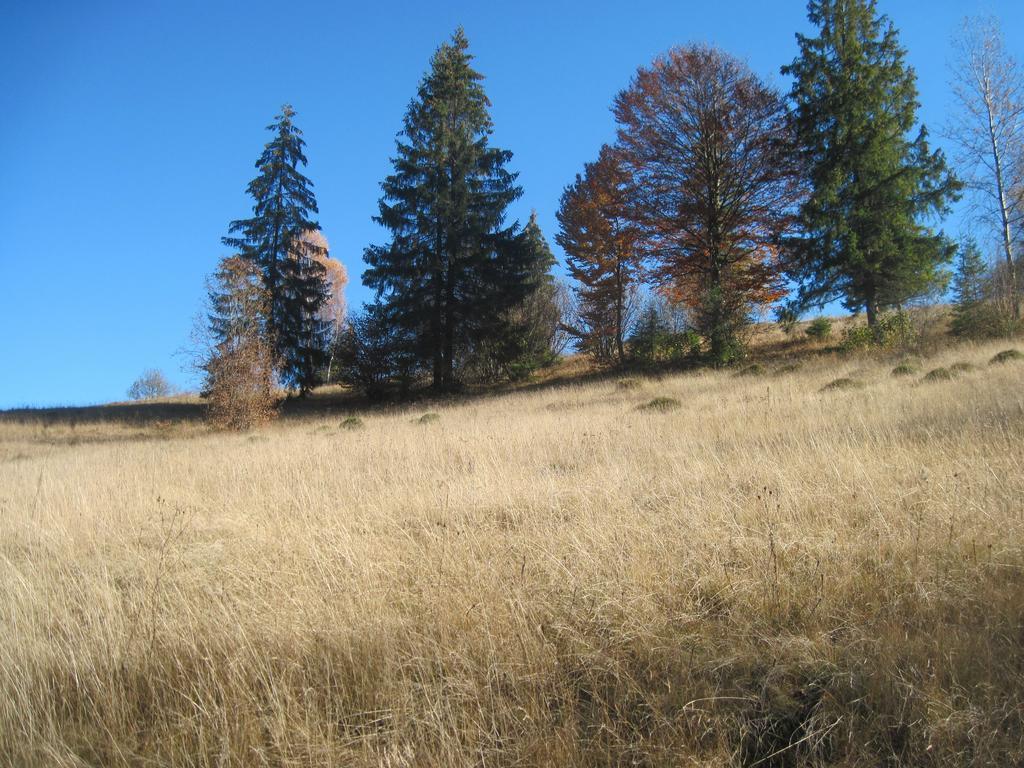 Guest House Stari Druzy Slavske Buitenkant foto